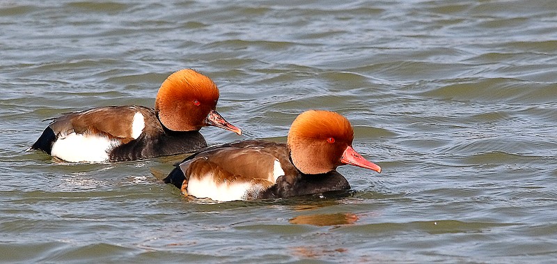 nette-rousse-(4).jpg
