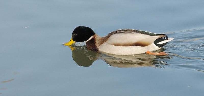 oiseau265.jpg
