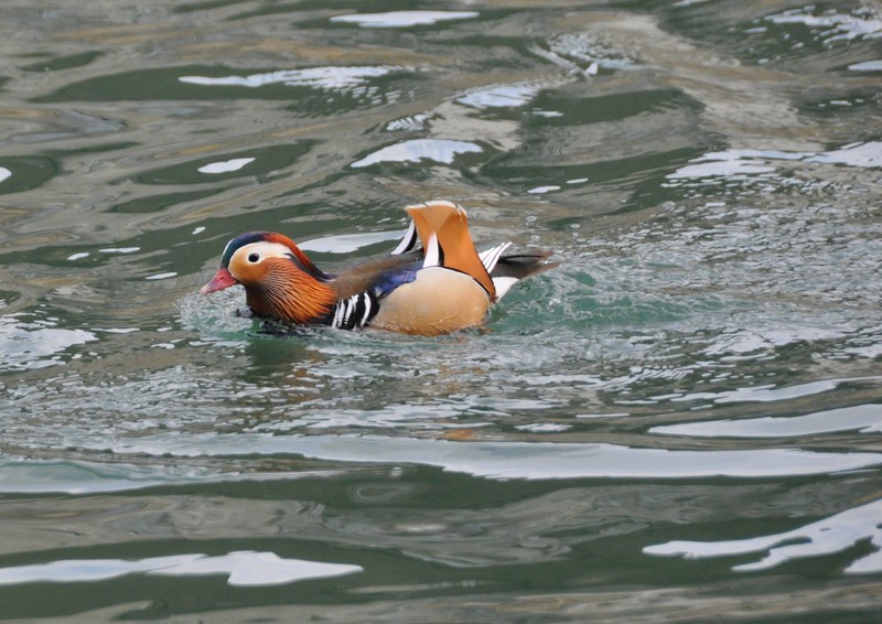 canard mandarin.JPG