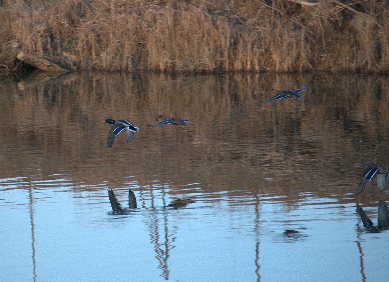 envol colvert.jpg