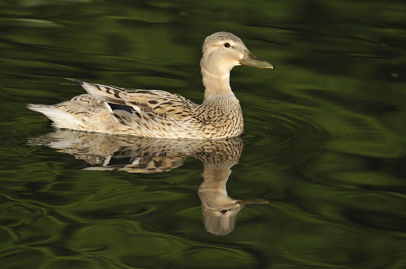 Colvert (109).jpg