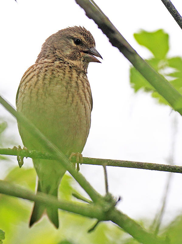 Linotte mélodieuse F 12 copie.jpg