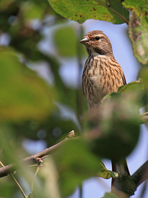 Linotte mélodieuse F 14 copie.jpg