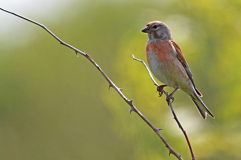 Linotte mélodieuse M 7 copie.jpg