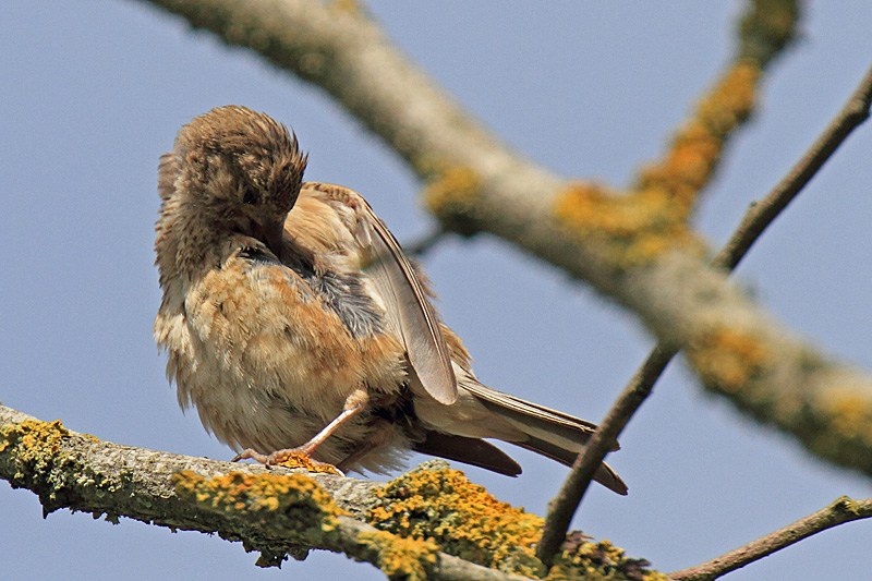 Linotte mélodieuse F 15 copie.jpg