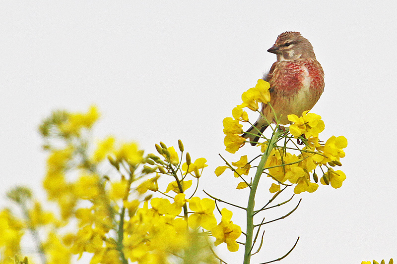 Linotte mélodieuse M 4 copie.jpg