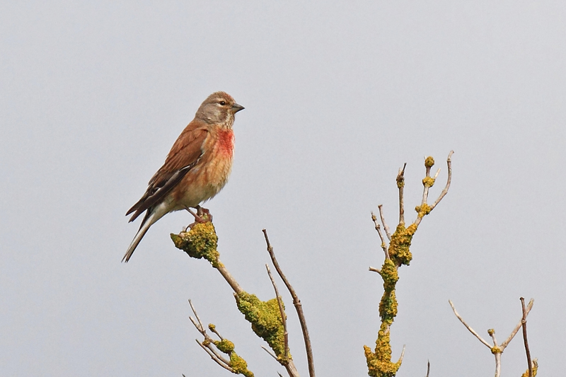 Linotte mélodieuse M 8 copie.jpg