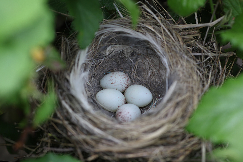 Linotte mélodieuse nid 4 copie.jpg