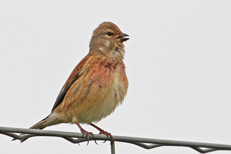 Linotte mélodieuse M 6 copie.jpg
