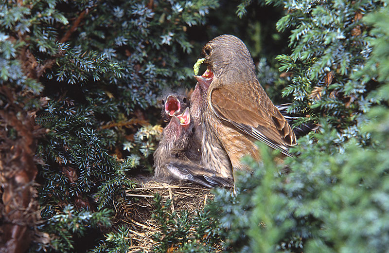 Linotte mélodieuse M2_modifié-1.jpg