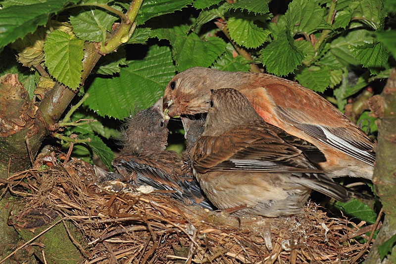 Linotte mélodieuse  nourrissage 6 copie.jpg