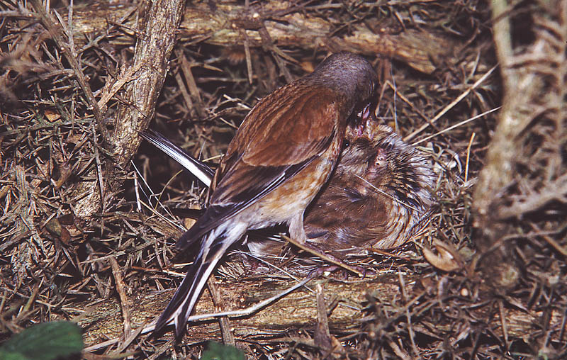 Linotte mélodieuse couple 3 copie.jpg