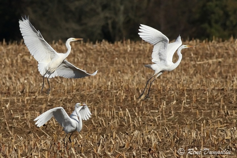 graigrette 76608phf.jpg