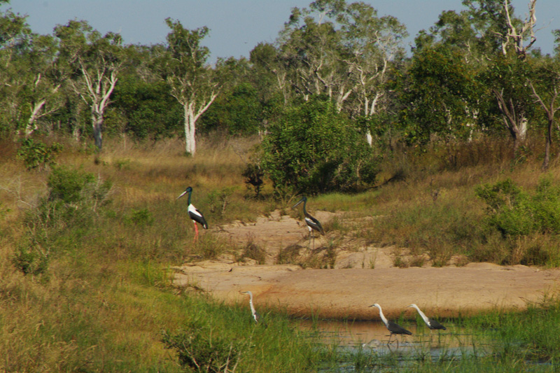 Jabiru d'Asie et Hérons à tête blanche AMGP1340.jpg