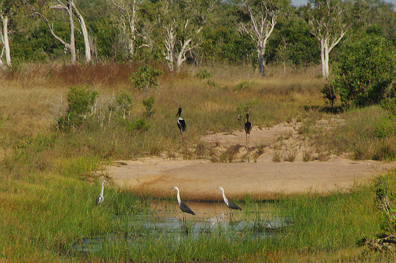 Jabiru d'Asie, Héron à tête blanche et Aigrette à face blanche AMGP1341.jpg
