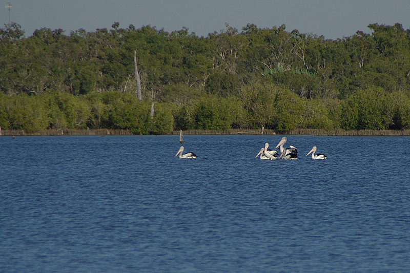 Pelicans à lunette AMGP1674.jpg
