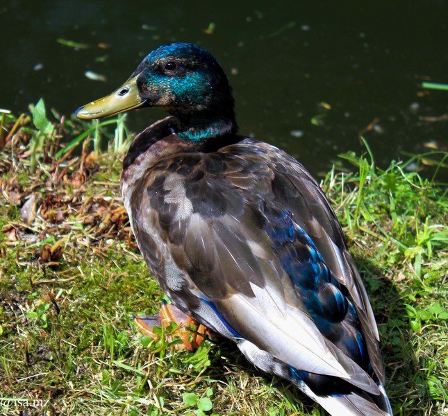 01072012-canard_male.jpg