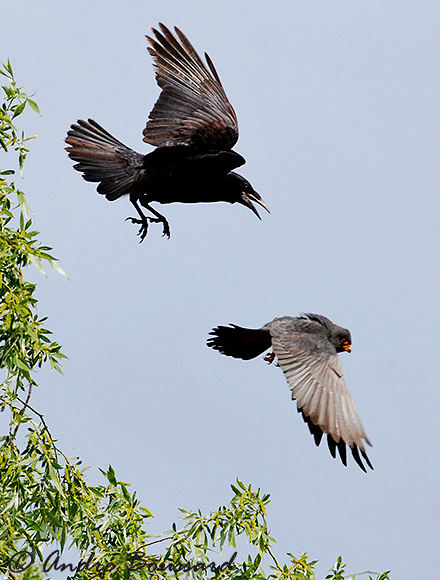 DSC_0438.-Faucin kobez -Freux.jpg