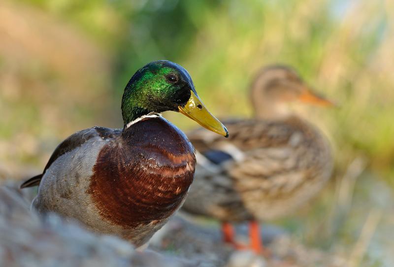 Canard colvert.jpg