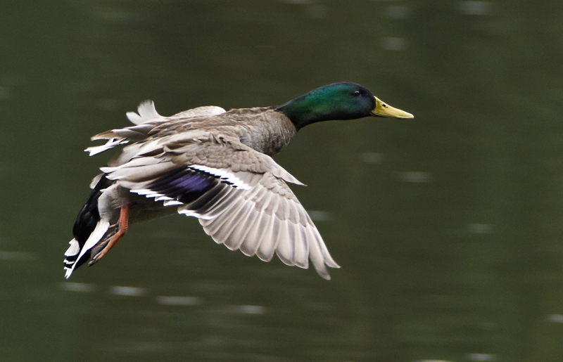 Le vol du colvert.jpg