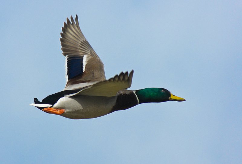 Colvert en vol.jpg