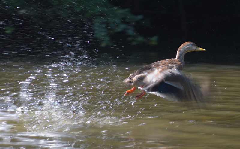 canard de la Rance.jpg