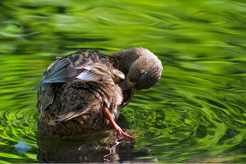 colvert-2.jpg