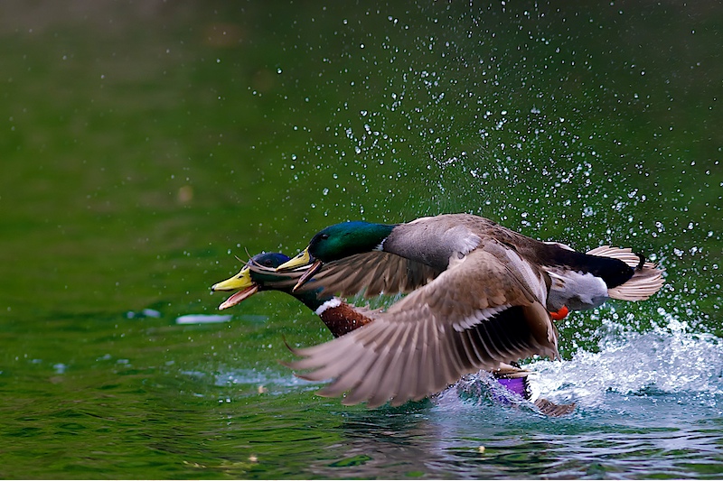 colvert-5.jpg