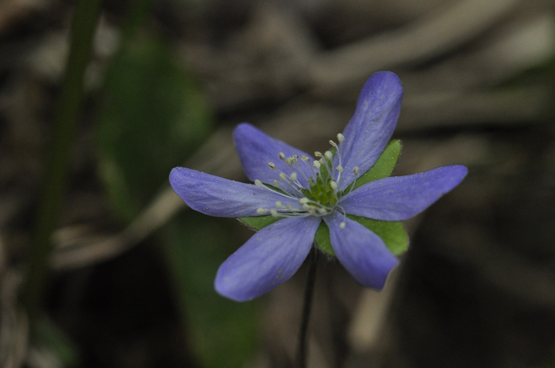 fleur à nommer.jpg