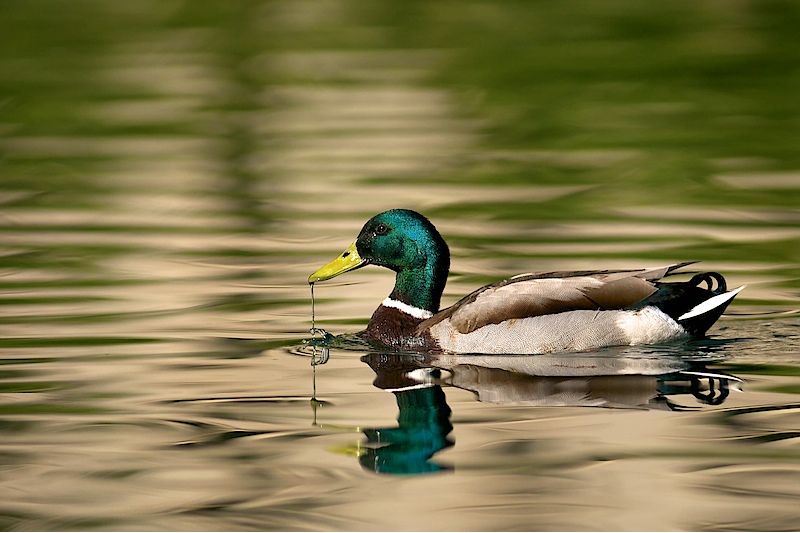 colvert-10.jpg