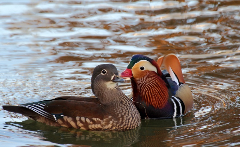 Canard mandarin.JPG