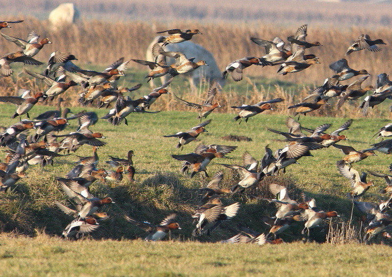 I&Ncanard1.JPG