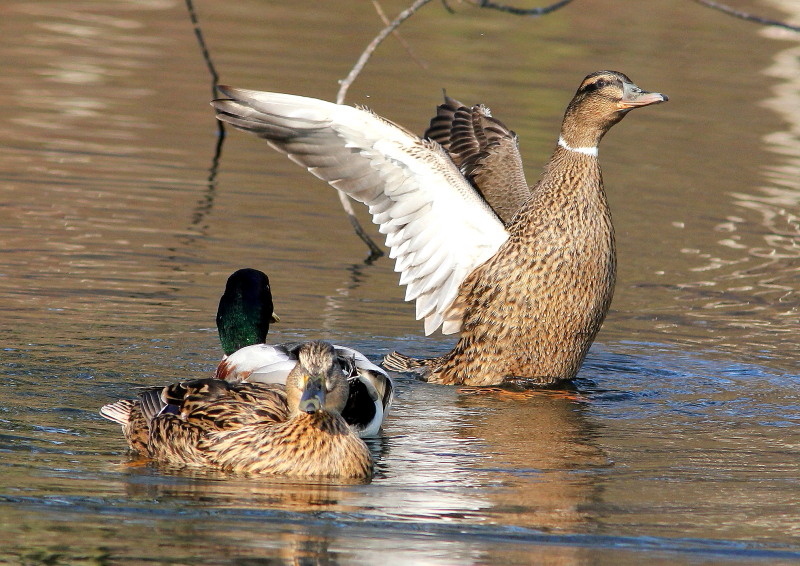 I&Ncanard3.JPG