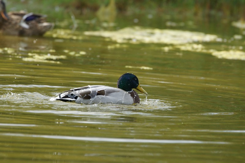 DSC04548 1.JPG