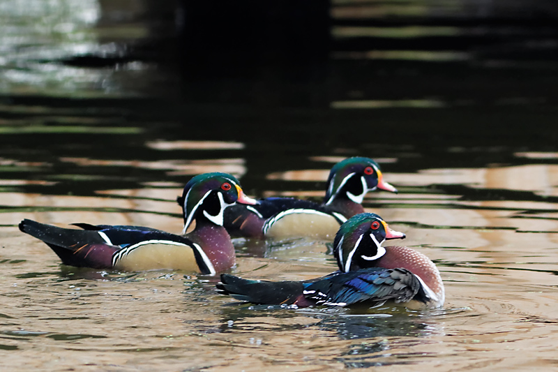 IMG_07720_DxO8.jpg