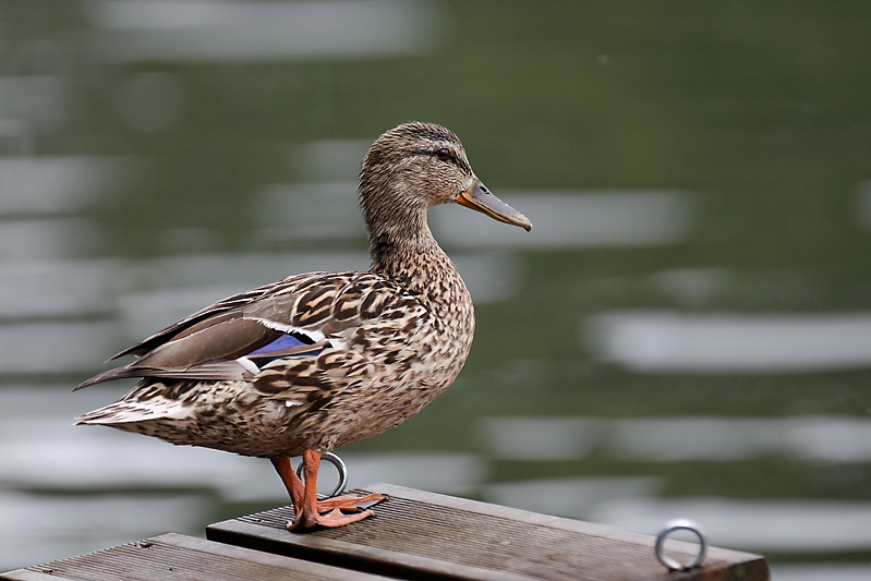 IMG_28786_DxO8.jpg