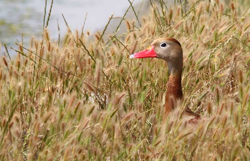 dendrocygne.jpg