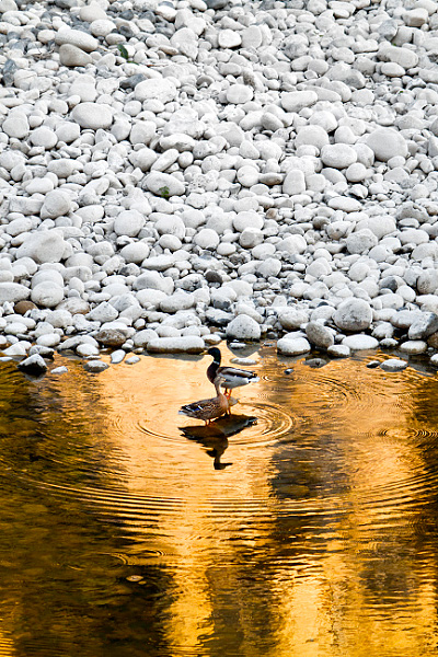 ardeche-nature-photographies2.jpg