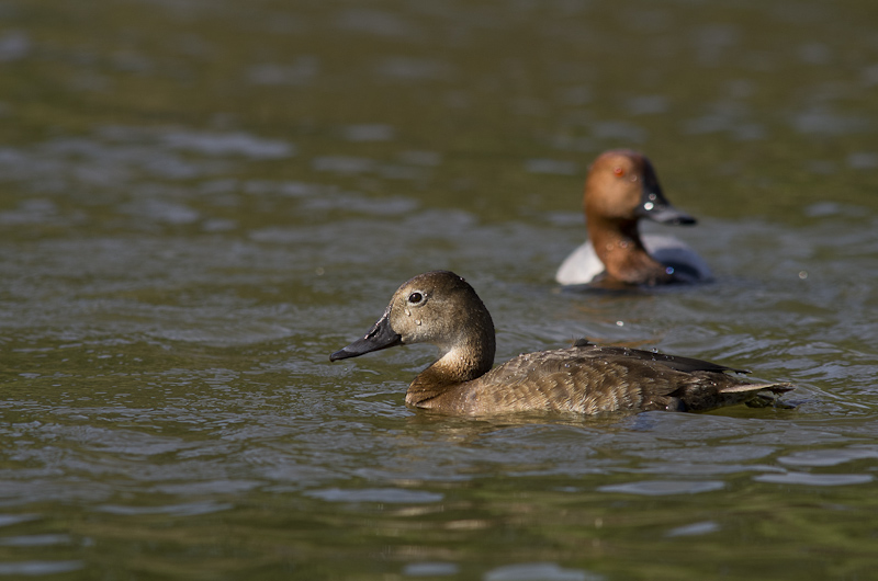 _IPG02062011-807.jpg