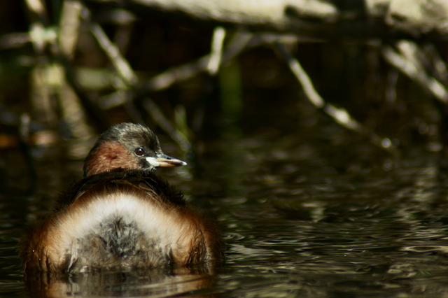 grebe castagneux 2.JPG