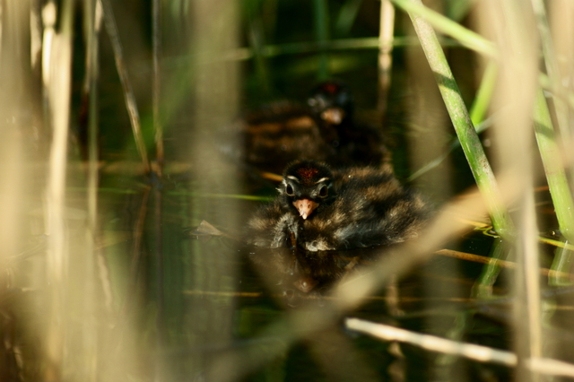 petit grebe 2.JPG