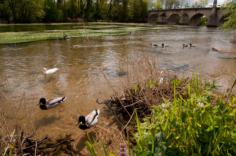 colvert_Loiret.jpg