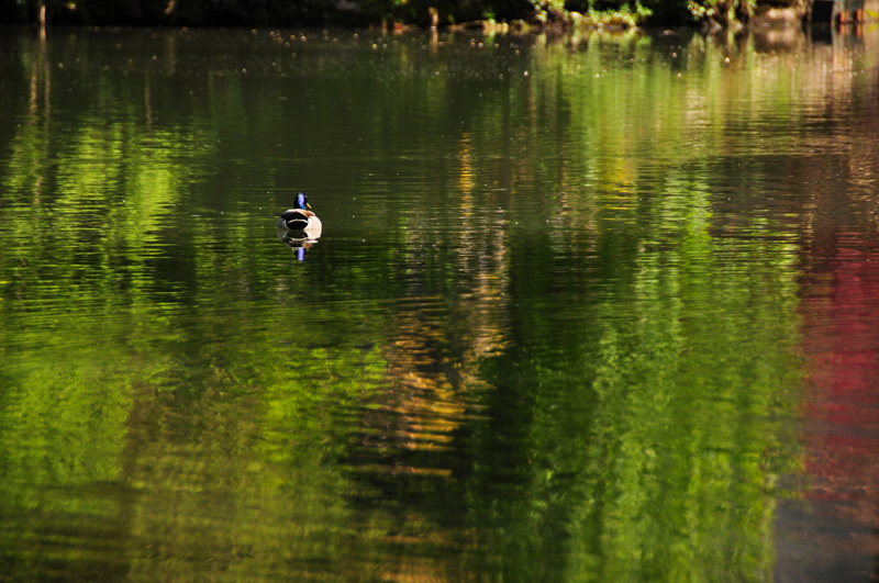colvert_bordLoiret.jpg