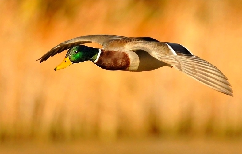 canard colvert.jpg