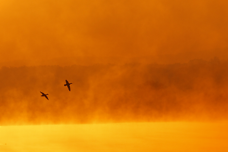 Canards lever de soleil.JPG