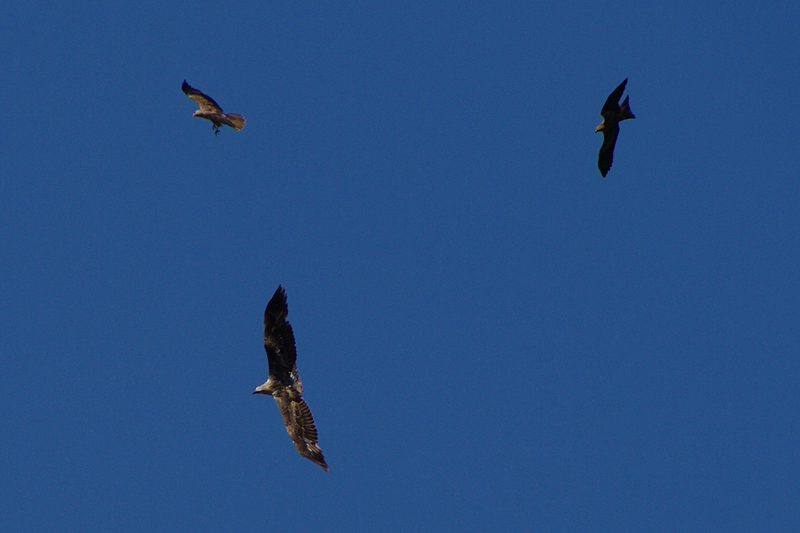 Vol de rapaces  AMGP2112.jpg