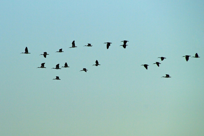 Ibis d'Australie en vol AMGP1014.jpg