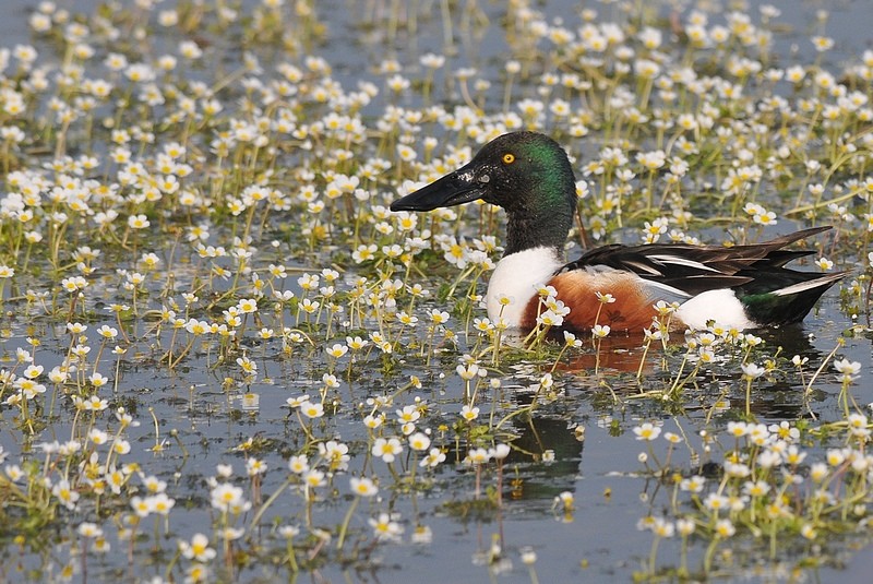 Canard souchet (14).JPG
