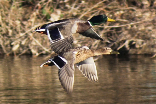 COUPLE DE CANARD COLVERT.jpg
