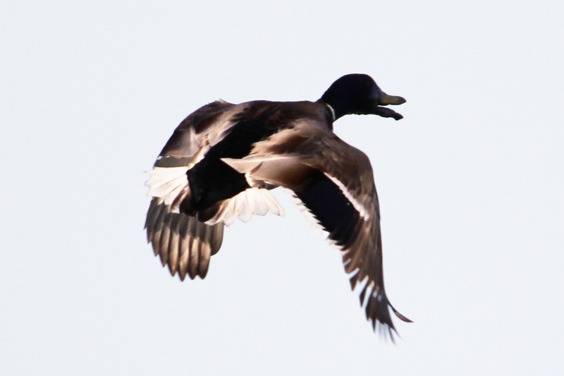 CANARD COLVERT.jpg
